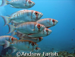 Sodwana, Natal Kwa-Zulu, South Africa by Andrew Farish 